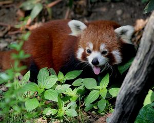 Preview wallpaper red panda, leaves, trees, lie