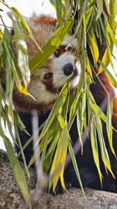 Preview wallpaper red panda, leaves, wild animal