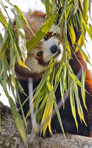 Preview wallpaper red panda, leaves, wild animal