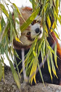 Preview wallpaper red panda, leaves, wild animal