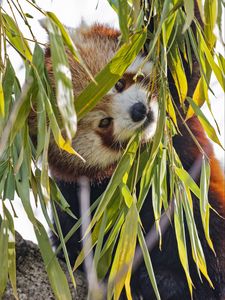 Preview wallpaper red panda, leaves, wild animal