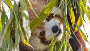 Preview wallpaper red panda, leaves, wild animal