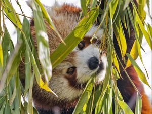 Preview wallpaper red panda, leaves, wild animal