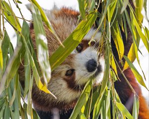 Preview wallpaper red panda, leaves, wild animal