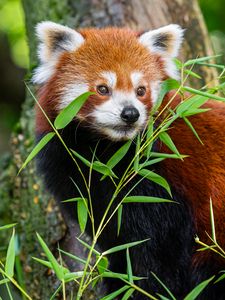 Preview wallpaper red panda, leaves, wildlife, wild animal