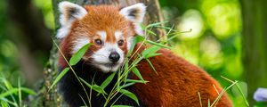 Preview wallpaper red panda, leaves, wildlife, wild animal