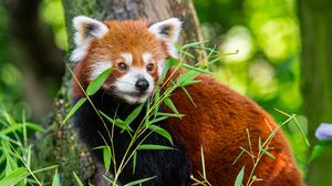 Preview wallpaper red panda, leaves, wildlife, wild animal