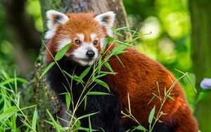 Preview wallpaper red panda, leaves, wildlife, wild animal