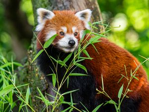 Preview wallpaper red panda, leaves, wildlife, wild animal