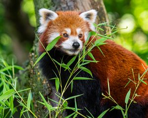 Preview wallpaper red panda, leaves, wildlife, wild animal