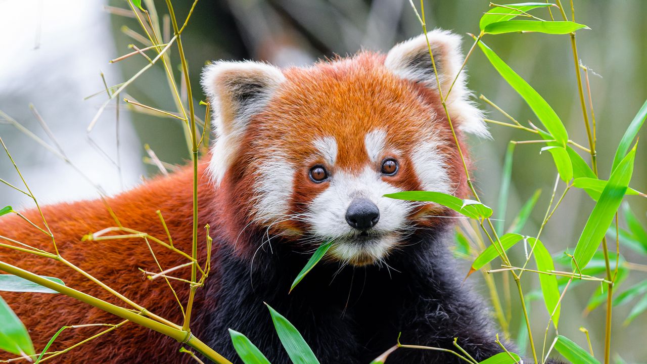 Wallpaper red panda, leaves, wildlife, animal