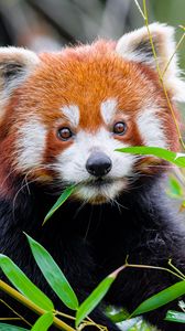 Preview wallpaper red panda, leaves, wildlife, animal