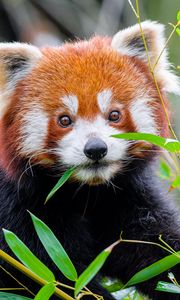 Preview wallpaper red panda, leaves, wildlife, animal