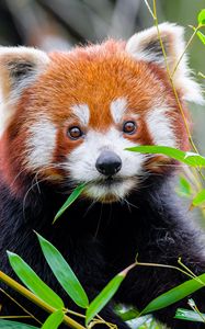 Preview wallpaper red panda, leaves, wildlife, animal