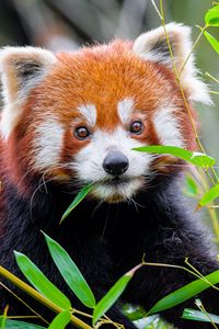 Preview wallpaper red panda, leaves, wildlife, animal