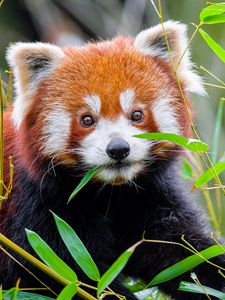 Preview wallpaper red panda, leaves, wildlife, animal