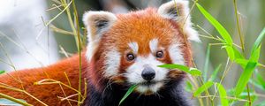 Preview wallpaper red panda, leaves, wildlife, animal