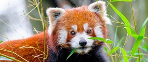 Preview wallpaper red panda, leaves, wildlife, animal