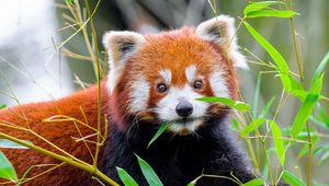 Preview wallpaper red panda, leaves, wildlife, animal