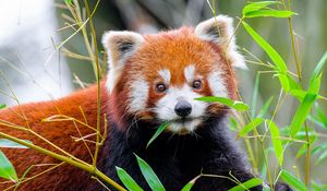 Preview wallpaper red panda, leaves, wildlife, animal