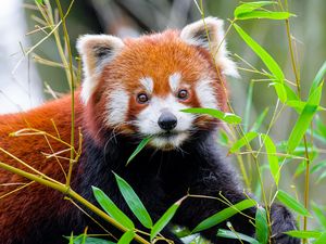 Preview wallpaper red panda, leaves, wildlife, animal