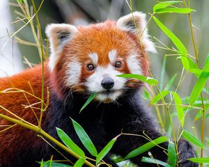 Preview wallpaper red panda, leaves, wildlife, animal