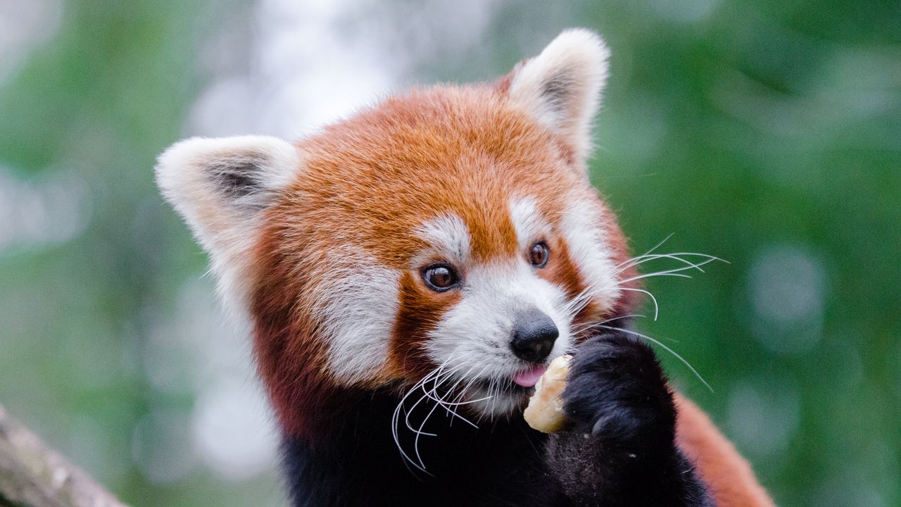 Wallpaper red panda, lesser panda, food, cute