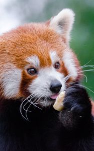 Preview wallpaper red panda, lesser panda, food, cute