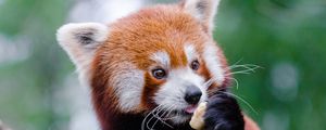 Preview wallpaper red panda, lesser panda, food, cute