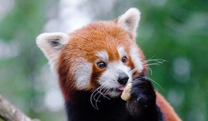 Preview wallpaper red panda, lesser panda, food, cute
