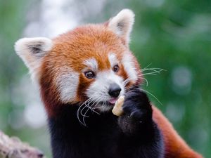 Preview wallpaper red panda, lesser panda, food, cute