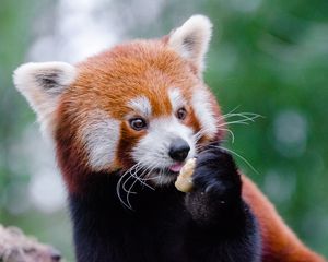 Preview wallpaper red panda, lesser panda, food, cute