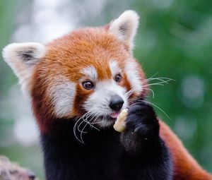 Preview wallpaper red panda, lesser panda, food, cute