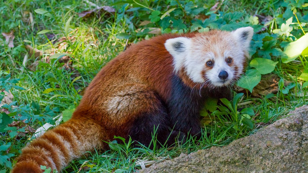 Wallpaper red panda, lesser panda, grass, striped
