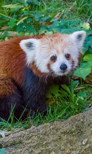 Preview wallpaper red panda, lesser panda, grass, striped
