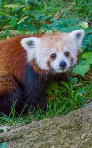 Preview wallpaper red panda, lesser panda, grass, striped