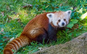 Preview wallpaper red panda, lesser panda, grass, striped