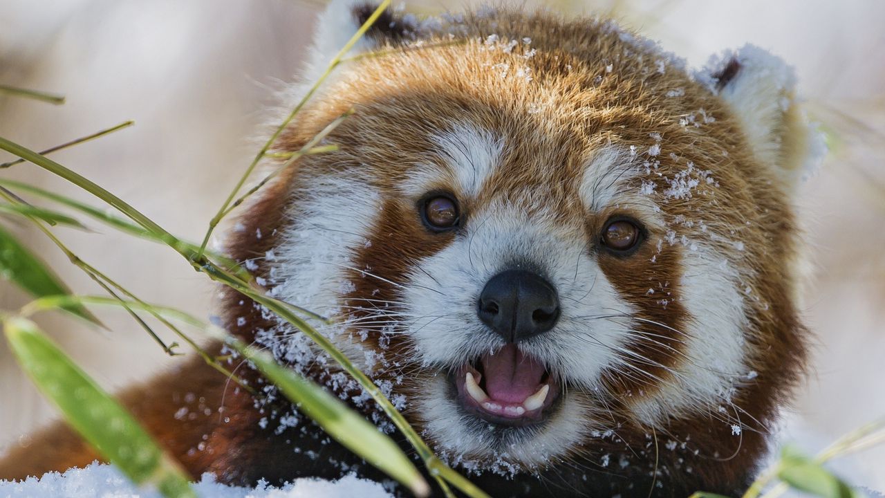 Wallpaper red panda, lesser panda, grass, muzzle