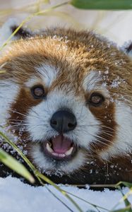 Preview wallpaper red panda, lesser panda, grass, muzzle