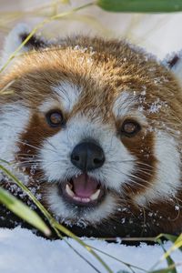Preview wallpaper red panda, lesser panda, grass, muzzle