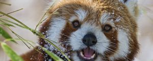 Preview wallpaper red panda, lesser panda, grass, muzzle