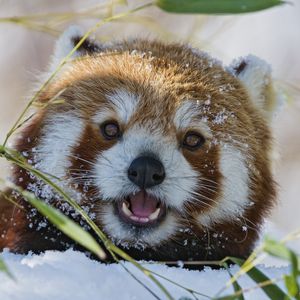 Preview wallpaper red panda, lesser panda, grass, muzzle