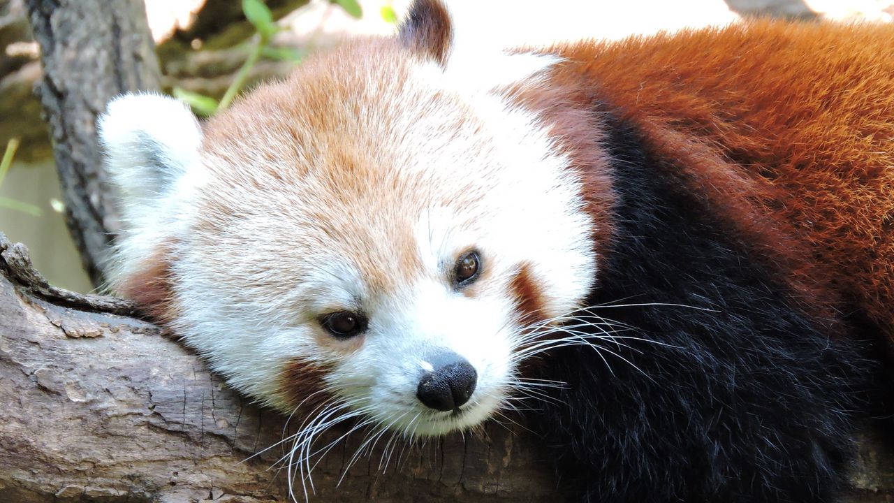 Wallpaper red panda, lesser panda, lies, muzzle