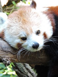 Preview wallpaper red panda, lesser panda, lies, muzzle