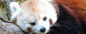 Preview wallpaper red panda, lesser panda, lies, muzzle