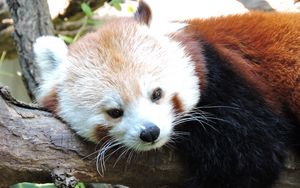 Preview wallpaper red panda, lesser panda, lies, muzzle