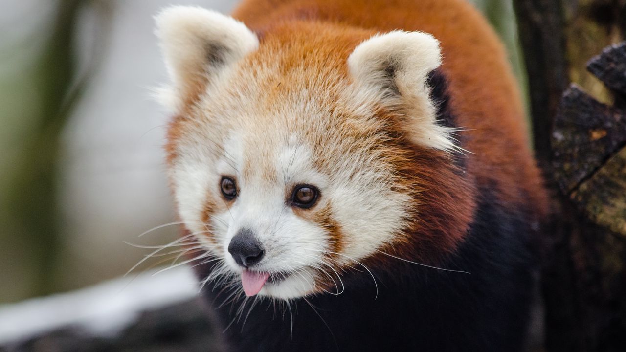 Wallpaper red panda, lesser panda, protruding tongue