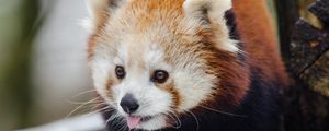 Preview wallpaper red panda, lesser panda, protruding tongue