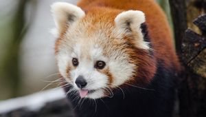 Preview wallpaper red panda, lesser panda, protruding tongue