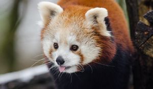 Preview wallpaper red panda, lesser panda, protruding tongue